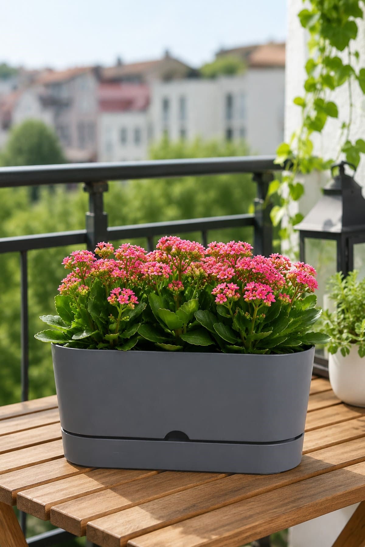 Poliwork Begonya Balkon Saksısı 5,5 Litre